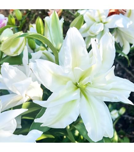 ダイヤモンドリリー（ホワイト）球根のみ ダイヤモンドリリー（ホワイト）球根のみ 楽天市場】【球根